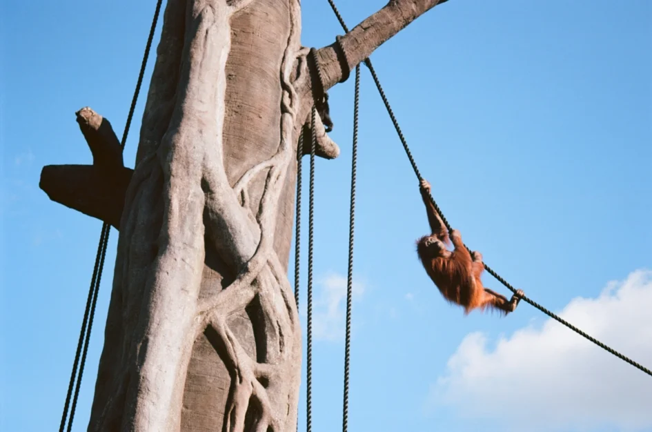 Orangutang climbing up a rope towards the top of a large tree stump. It is daytime